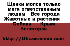 Щенки мопса только мега-ответственным людям - Все города Животные и растения » Собаки   . Крым,Белогорск